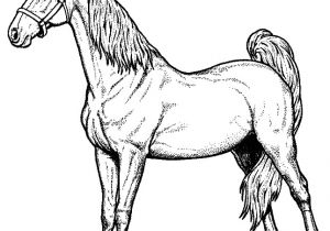 Coloriage Cheval Gratuit En Ligne Coloriage En Ligne Cheval
