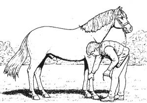 Coloriage Cheval Gratuit En Ligne Coloriage204 Jeux De Coloriage De Chevaux