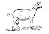 Coloriage Chevre Et Chevreau 112 Dessins De Coloriage Ch¨vre   Imprimer