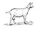 Coloriage Chevre Et Chevreau 112 Dessins De Coloriage Ch¨vre   Imprimer