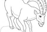 Coloriage Chevre Facile Coloriage Ch¨vre   Colorier Dessin   Imprimer