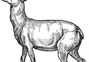 Coloriage Chevreuil A Imprimer Chevreuil 35 Animaux – Coloriages   Imprimer