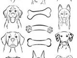 Coloriage Chien Border Collie 103 Meilleures Images Du Tableau Gravure Chien