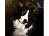 Coloriage Chien Border Collie   La Fronti¨re Art Collie Border Collie Portrait Blue Bird