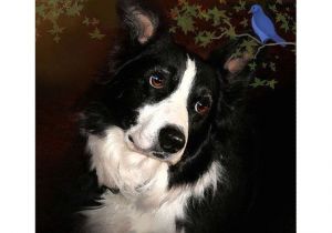 Coloriage Chien Border Collie   La Fronti¨re Art Collie Border Collie Portrait Blue Bird