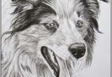 Coloriage Chien Border Collie Les 165 Meilleures Images De Border Collie Love
