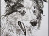 Coloriage Chien Border Collie Les 165 Meilleures Images De Border Collie Love