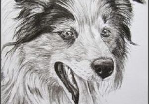 Coloriage Chien Border Collie Les 165 Meilleures Images De Border Collie Love