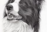 Coloriage Chien Border Collie Pin by Debbie Brown Ratliff On Art Pencil