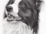 Coloriage Chien Border Collie Pin by Debbie Brown Ratliff On Art Pencil