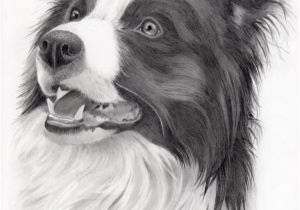 Coloriage Chien Border Collie Pin by Debbie Brown Ratliff On Art Pencil