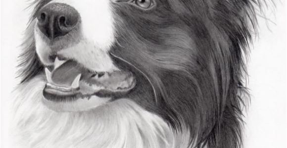 Coloriage Chien Border Collie Pin by Debbie Brown Ratliff On Art Pencil