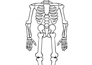 Coloriage Corps Humain Imprimer Gratuit Coloriage M Squelette