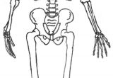 Coloriage Corps Humain Imprimer Gratuit Skeleton 32 Characters – Printable Coloring Pages