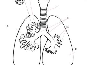 Coloriage Corps Humain Maternelle 169 Best Projets De Classe Corps Humain Images On Pinterest
