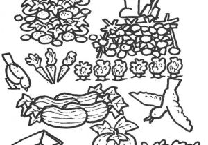 Coloriage Courgette 110 Best Coloriage Du Potager Images On Pinterest