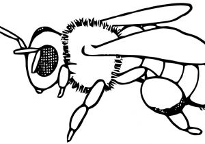 Coloriage D Abeille A Imprimer Dessins Gratuits   Colorier Coloriage Abeilles   Imprimer