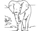 Coloriage D Afrique A Imprimer Coloriage Elephant A Imprimer Az Coloriage