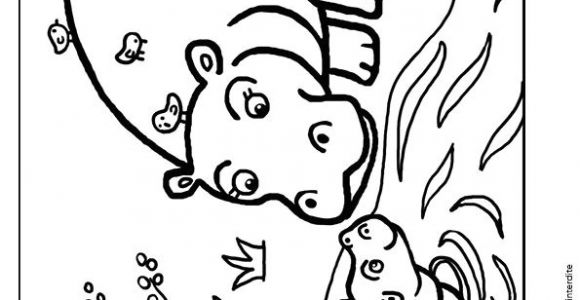 Coloriage D Animaux à Imprimer Gratuit 77 Best Coloriages De Bébés Animaux Images On Pinterest
