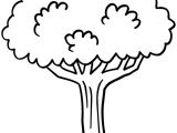 Coloriage D Arbre A Imprimer Gratuit Coloriage Arbre 7 Jecolorie