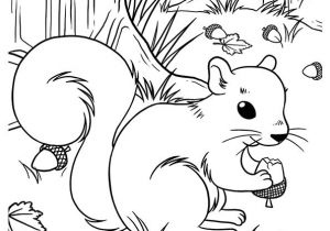 Coloriage D Ecureuil 264 Best Animaux   Poils écureuil Roux Images On Pinterest