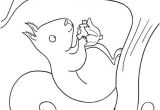 Coloriage D Ecureuil 264 Best Animaux   Poils écureuil Roux Images On Pinterest