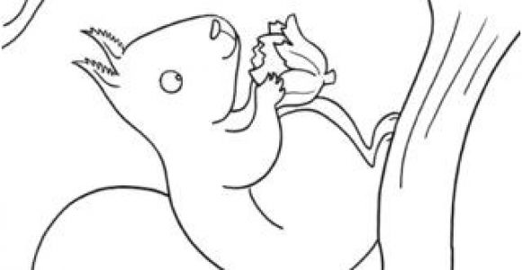 Coloriage D Ecureuil 264 Best Animaux   Poils écureuil Roux Images On Pinterest