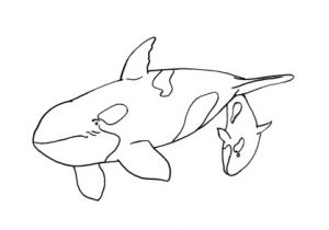 Coloriage D orque 16 Dessins De Coloriage orque A Imprimer Gratuit   Imprimer