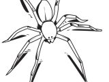 Coloriage D orque A Imprimer Coloriage Dune Grosse Araignée Sauvage Ajoute De La Couleur