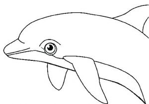 Coloriage D orque Coloriage orque Bacbac Phoque Et Maman En Coloriage Coloriage