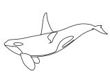 Coloriage D orque Dessin 1080 Coloriage orque   Imprimer Oh Kids