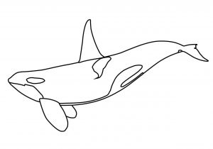 Coloriage D orque Dessin 1080 Coloriage orque   Imprimer Oh Kids