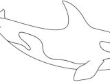 Coloriage D orque Dessin   Colorier Un orque Turbulus Jeux Pour Enfants