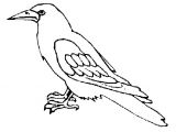 Coloriage D Un Corbeau Corbeau Animaux – Coloriages à Imprimer