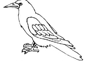 Coloriage D Un Corbeau Corbeau Animaux – Coloriages à Imprimer