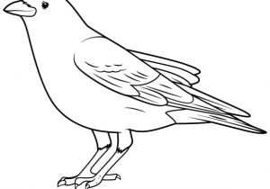 Coloriage D Un Corbeau Dessin à Imprimer Un Corbeau Dory Coloriages