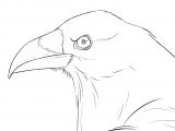 Coloriage D Un Corbeau Ment Réaliser Un Dessin De Corbeau Dessindigo