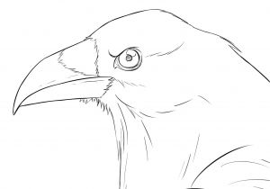 Coloriage D Un Corbeau Ment Réaliser Un Dessin De Corbeau Dessindigo