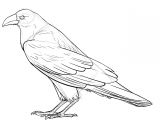 Coloriage D Un Corbeau Ment Réaliser Un Dessin De Corbeau Dessindigo
