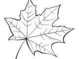 Coloriage D Une Feuille D Automne Dessin Coloriage Feuille Automne Pinterest