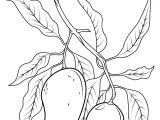 Coloriage D Une Mangue Coloriage Branche De Mangue
