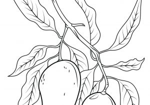 Coloriage D Une Mangue Coloriage Branche De Mangue