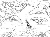 Coloriage De Animaux De La Savane Coloriage Savane