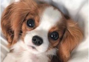 Coloriage De Bébé Chiot 31 Meilleures Images Du Tableau Homme assis