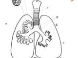 Coloriage De Bébé Chiot Les 15 Meilleures Images De Syst¨me Respiratoire