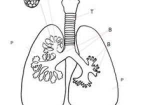 Coloriage De Bébé Chiot Les 15 Meilleures Images De Syst¨me Respiratoire