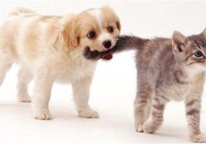 Coloriage De Bébé Chiot Les Chat by Houval13 On Emaze