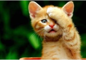 Coloriage De Bébé Chiot Les Chat by Houval13 On Emaze