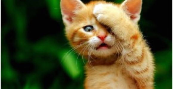 Coloriage De Bébé Chiot Les Chat by Houval13 On Emaze