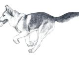 Coloriage De Berger Allemand Coloriage Berger Allemand Chien Dobermann – Didacticaaplicatafo